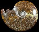Cleoniceras Ammonite Fossil - Spectacular Display #51249-1